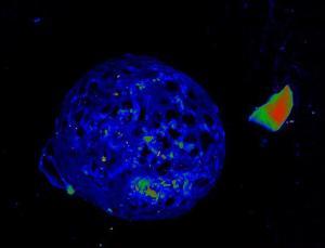 L'impact d'une ancienne météorite a piégé d'anciennes plantes de marais dans du verre