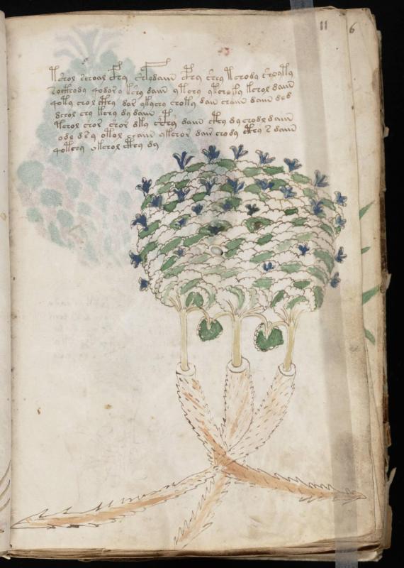 Voynich manuscript 23