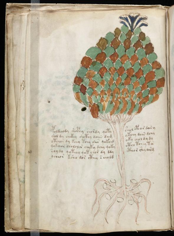 Voynich manuscript 24