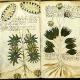 Le mystérieux manuscrit Voynich